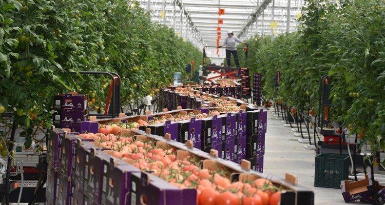 Jeotermal suyla ısıtılan serada yetiştirilen domatesler, Avrupa ülkelerine gönderiliyor