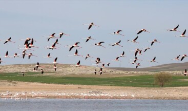 Tuz Gölü’nde geçen yıl 1877 flamingo dünyaya geldi