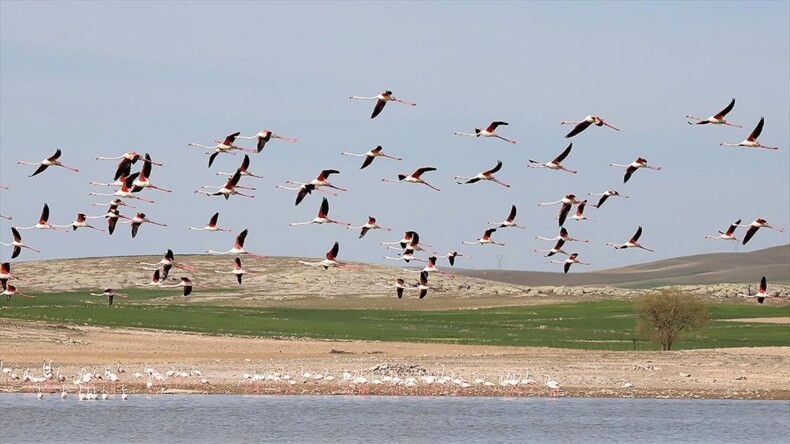 Tuz Gölü’nde geçen yıl 1877 flamingo dünyaya geldi