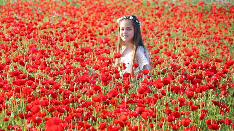 Gelincik tarlaları fotoğraf tutkunlarını ağırlıyor