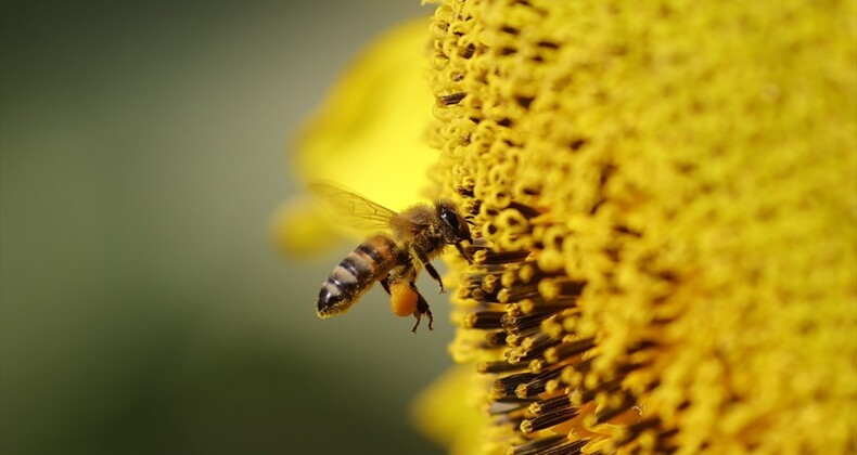 İklim değişikliklerine karşı arı ırklarını koruma çağrısı