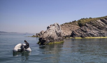 Marmara’da uzun yıllardır görülmeyen deniz canlıları yeniden ortaya çıktı