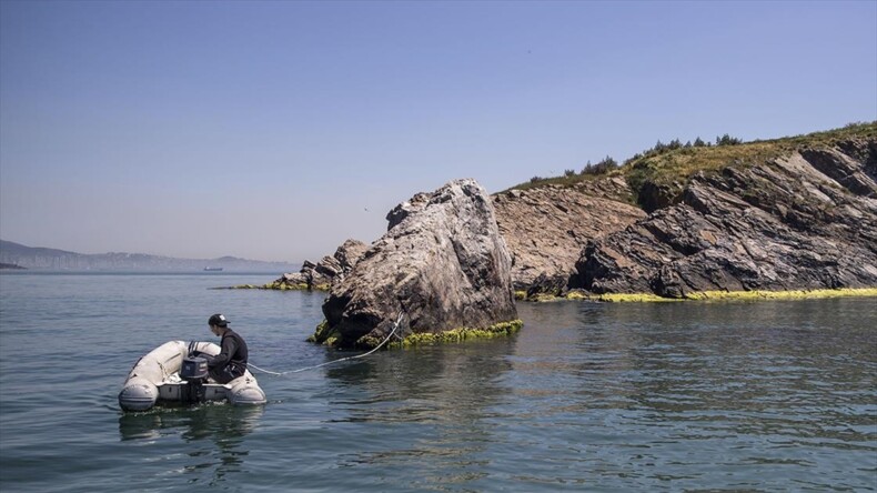 Marmara’da uzun yıllardır görülmeyen deniz canlıları yeniden ortaya çıktı