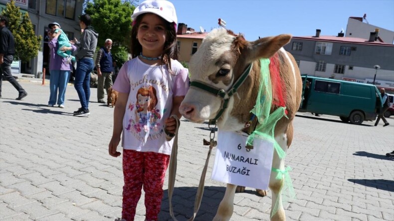 Iğdır’da ‘En Güzel Buzağı Yarışması’ renkli görüntüler oluşturdu