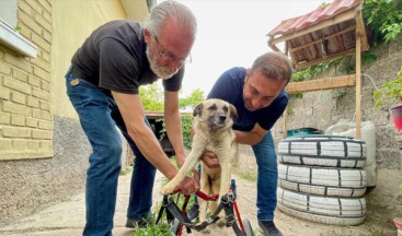 Felçli köpek ‘Badi’ için eski bebek arabasından yürüteç yaptı