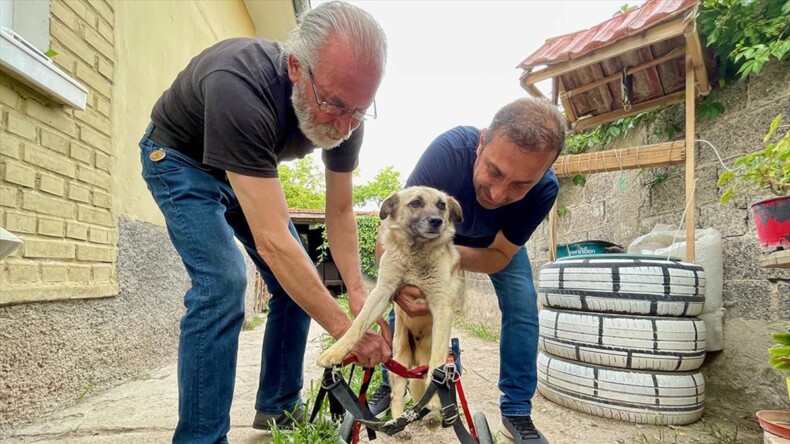 Felçli köpek ‘Badi’ için eski bebek arabasından yürüteç yaptı