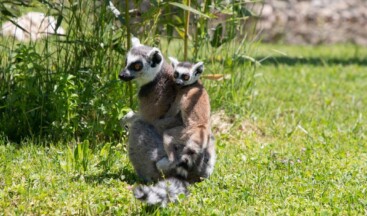 Yavru lemur’ Ormanya’nın yeni maskotu oldu