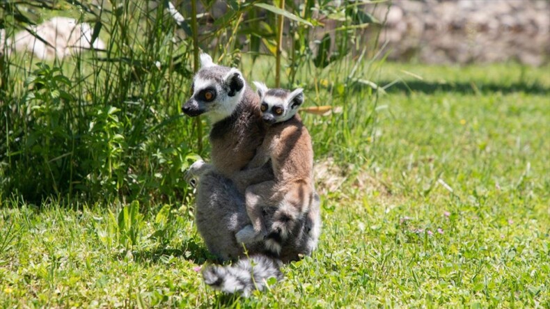 Yavru lemur’ Ormanya’nın yeni maskotu oldu