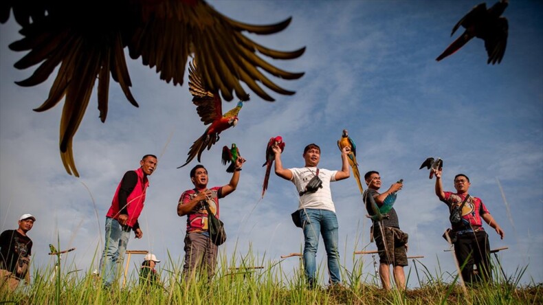 Malezya’da papağanlar ‘Dünya Papağanlar Günü’ için kanat çırptı