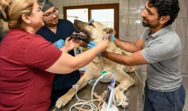 Kamyonet arkasında sürüklenen köpek Muratpaşa’da tedaviye alındı