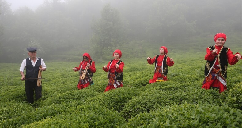 Giresun’da çay hasadı etkinliği düzenlendi