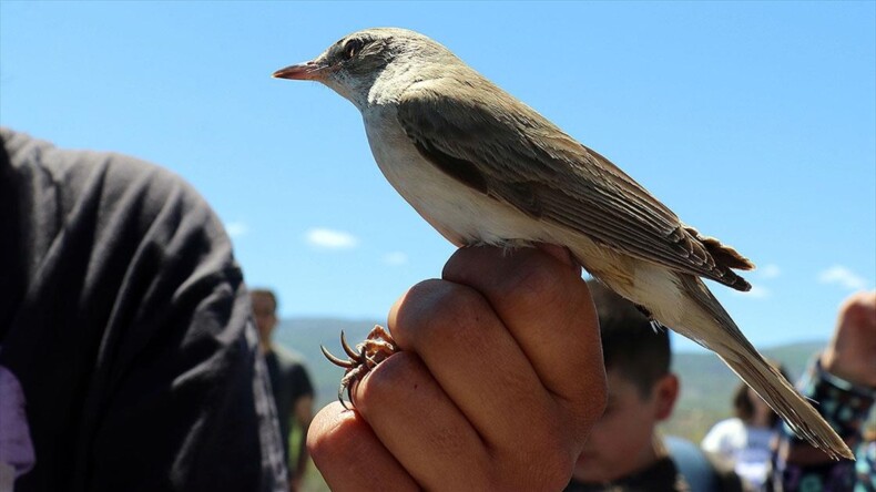 Aras Kuş Cenneti’nde 16 yılda 313 kuş türü kayıt altına alındı