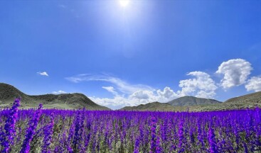 Erzurum’da mor renkli çiçekler doğayı süsledi