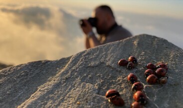 Bulutların üstündeki tepe uğur böceği meraklılarını ağırlıyor