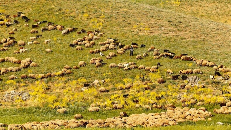 Faraşin Yaylası göçerlerle şenlendi