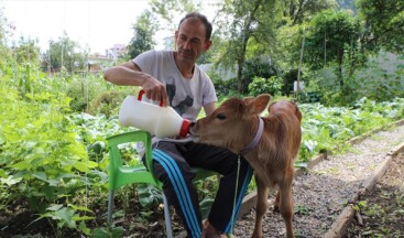 Karamel’ adını verdiği buzağıya evinde bebek gibi bakıyor