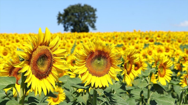 Tekirdağ’ın “sarı gelini” ayçiçeği tarlaları fotoğraf tutkunlarını bekliyor
