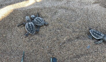 Caretta caretta yavruları mavi sularla buluşmaya başladı