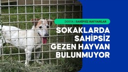 Fransa’da her yıl 100 bin sahipsiz hayvan sokaklardan toplanıyor