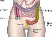 Rektum kanseri erken teşhis ile önlenebilir ve tedavi edilebilir