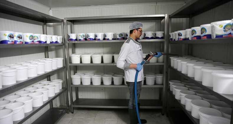 Bitlis’te üretilen manda sütü devlet desteğiyle kurulan tesiste ürüne dönüştürülüyor