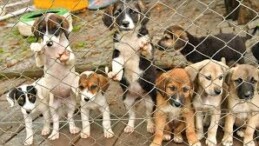  Sahipsiz köpek popülasyonu sorununa “yüksek oranda kısırlaştırma” önerisi 