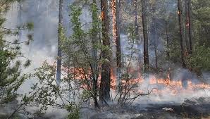 Pamukkale’de orman yangını çıktı