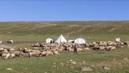 Erzurum yaylaları 500’ün üzerinde göçer aile ile 70 bin küçükbaşı ağırlıyor