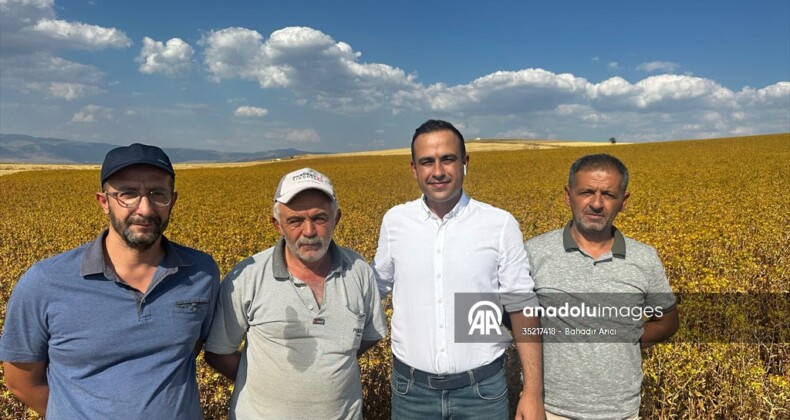 Isparta’da atıl tarım arazileri aspir üretimiyle tarıma kazandırılıyor