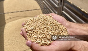 Kırşehir’de sertifikalı tohum kullanımı kuraklığa bağlı verim kaybını önledi