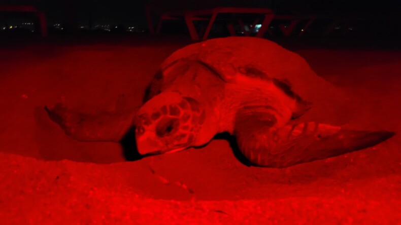 Manavgat’ta caretta carettalar mavi sularla buluşmaya başladı