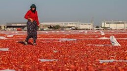 Bu yıl yaklaşık 35 bin ton kurutulmuş domates üretimi hedefleniyor