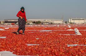 Bu yıl yaklaşık 35 bin ton kurutulmuş domates üretimi hedefleniyor