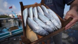 Akçakoca Limanı’na balıkçılar bol miktarda palamutla döndü