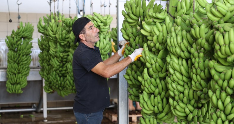 Mersin’de yerli muzun üretim alanı 70 bin dekara ulaştı