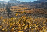 Isparta’da gül bahçeleri sonbaharda görüntülendi