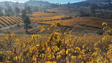 Isparta’da gül bahçeleri sonbaharda görüntülendi