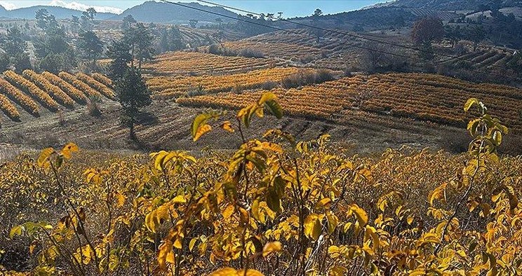 Isparta’da gül bahçeleri sonbaharda görüntülendi