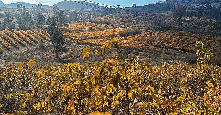 Isparta’da gül bahçeleri sonbaharda görüntülendi